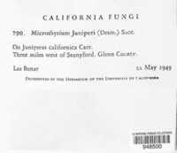 Seynesiella juniperi image